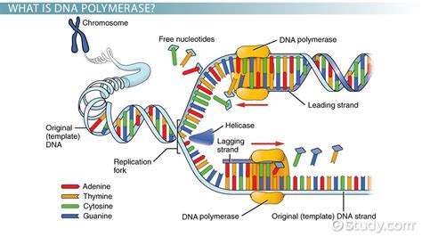 semiconservative dna replication means that|rna polymerase is primarily responsible for.